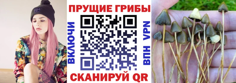 купить   Кушва  Галлюциногенные грибы Magic Shrooms 